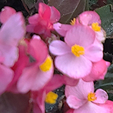 ベゴニアの写真